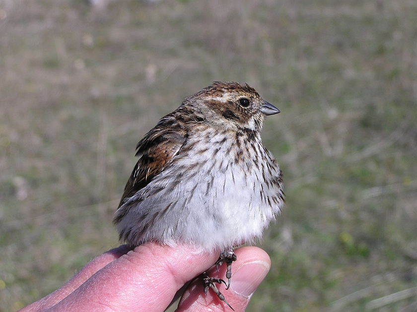 Common Reed Bunting, Sundre 20050508